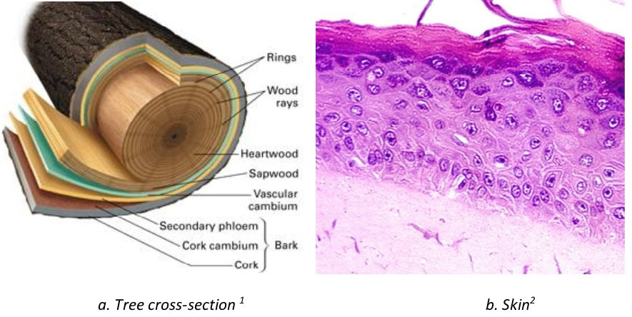Nature’s Gradients: The Violin Bridge and The Art of Seamless Transition